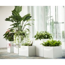 專注室內(nèi)綠植服務(wù)8年，綠植租賃，免費(fèi)養(yǎng)護(hù)，一站式商務(wù)空間